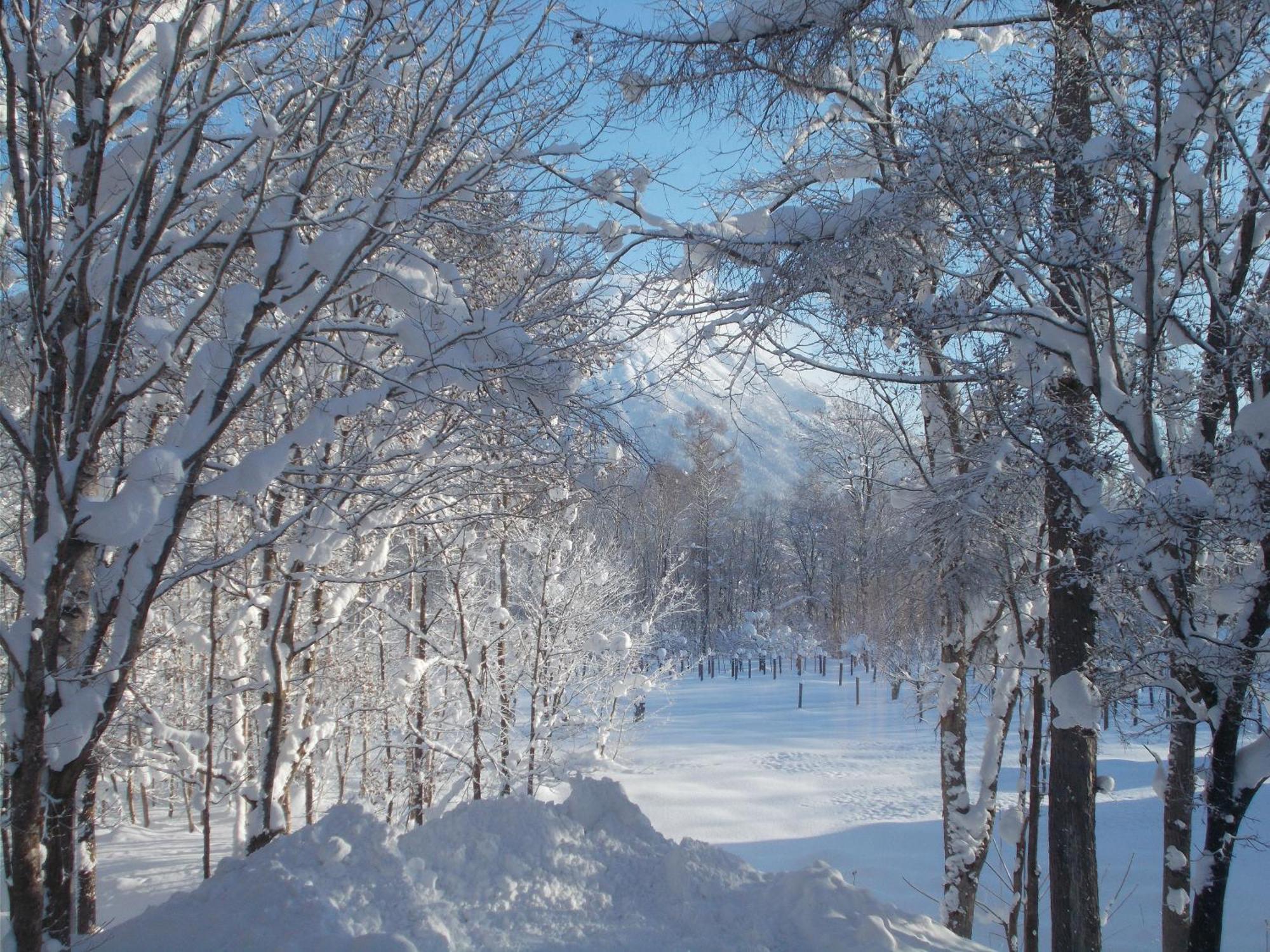 Niseko Shirokuma Cottage Екстериор снимка